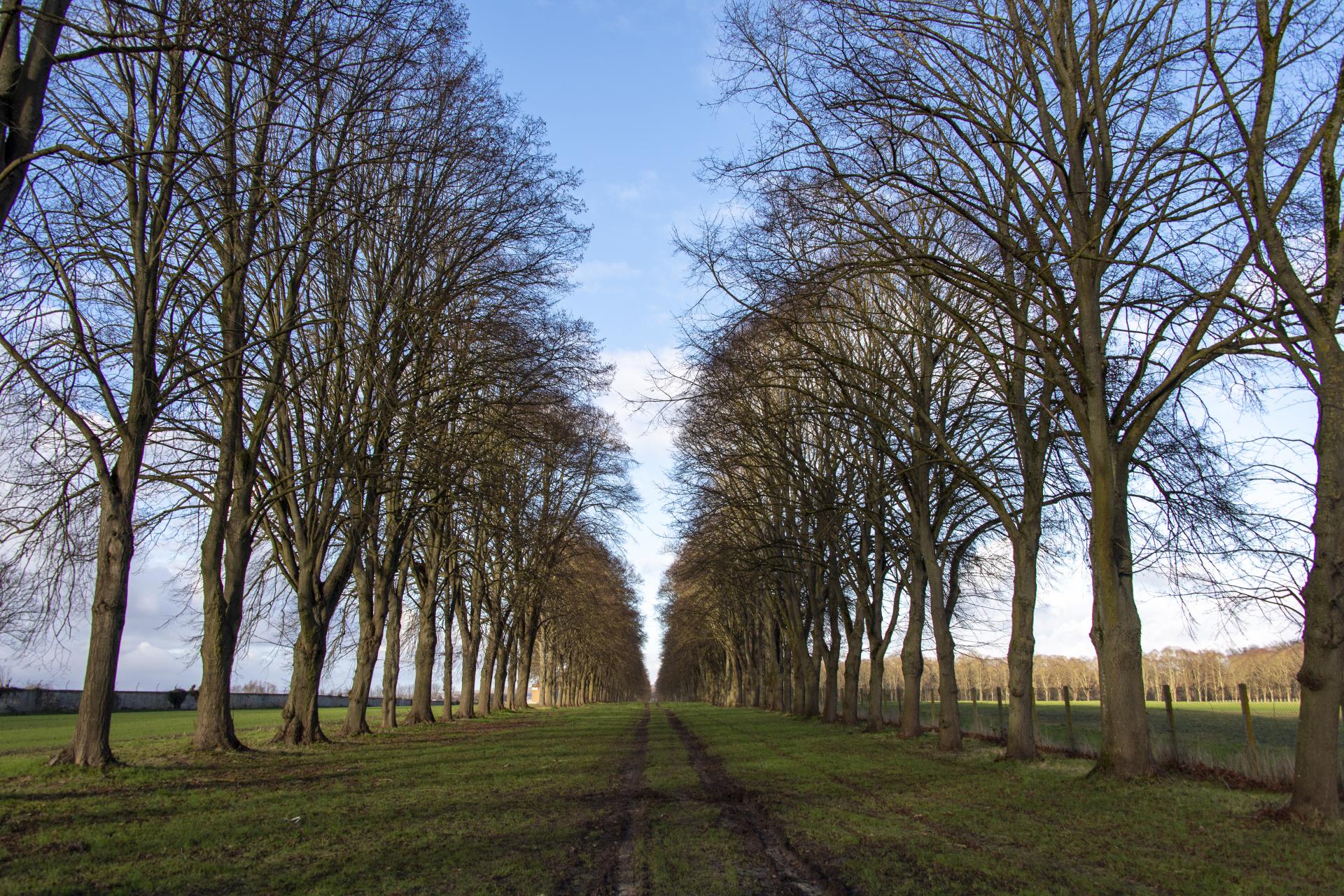 Adoption individuelle d'un tilleul de l'allée de l'accroissement